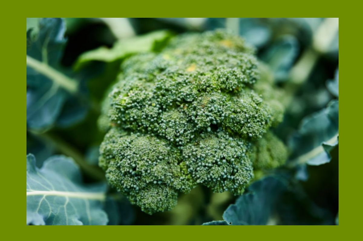 Брокколи: три незаменимых рецепта для здоровья и вкуса