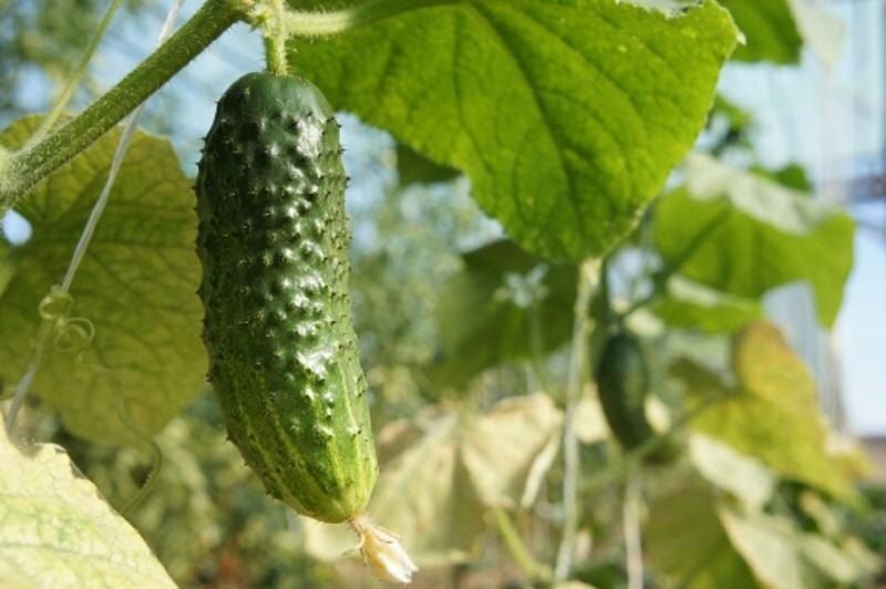 ��������� �������� ������� �� ������ ����: ������� ������� ��������