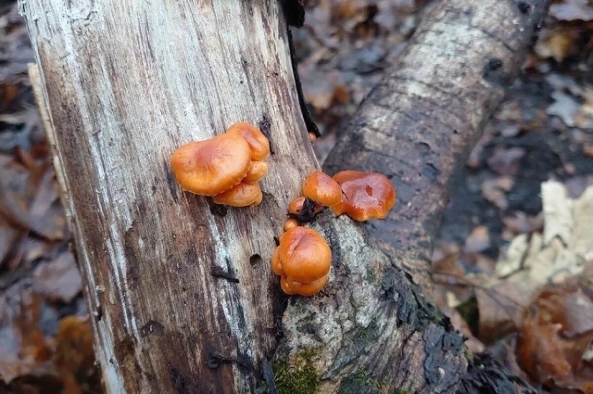 ������ ������� ������: � ��� ������ December Harvest