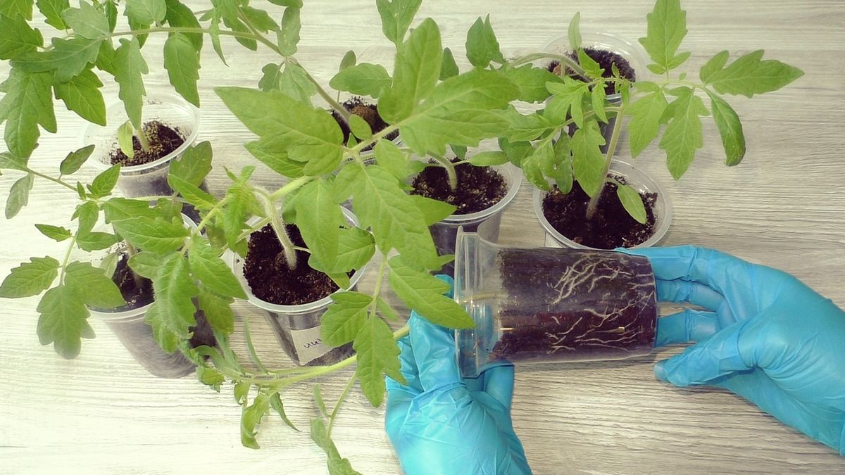 Как правильно подкармливать томаты после пикировки: проверенные советы для садоводов