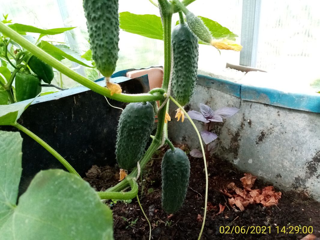 ����������� ������ ��� ������: ������� ����������� � �����