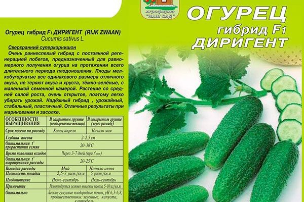 Огурцы Диригент: секреты успешного урожая и советы по выращиванию