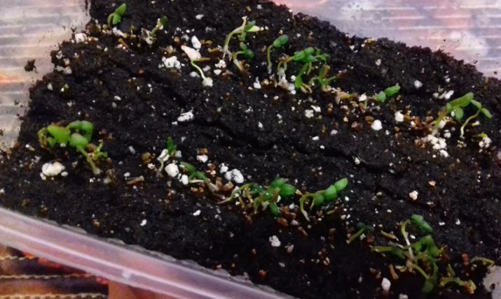 Выращивание вербены: советы по уходу и секреты цветения