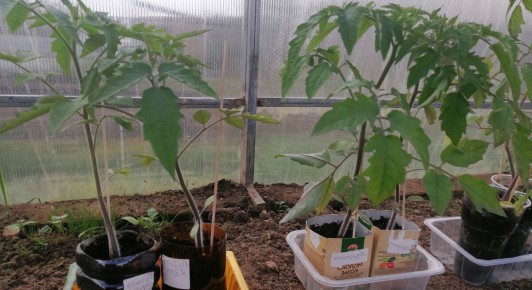 Как получить богатый урожай помидоров: секреты подготовки почвы