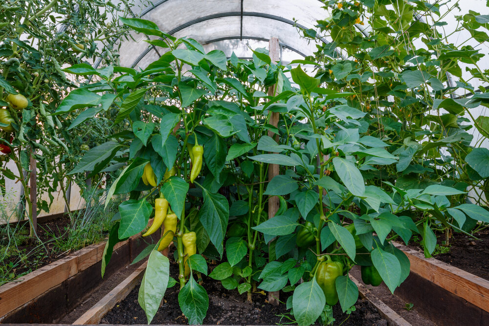 Эффективное использование теплиц: секреты выбора культур и оптимизация пространства
