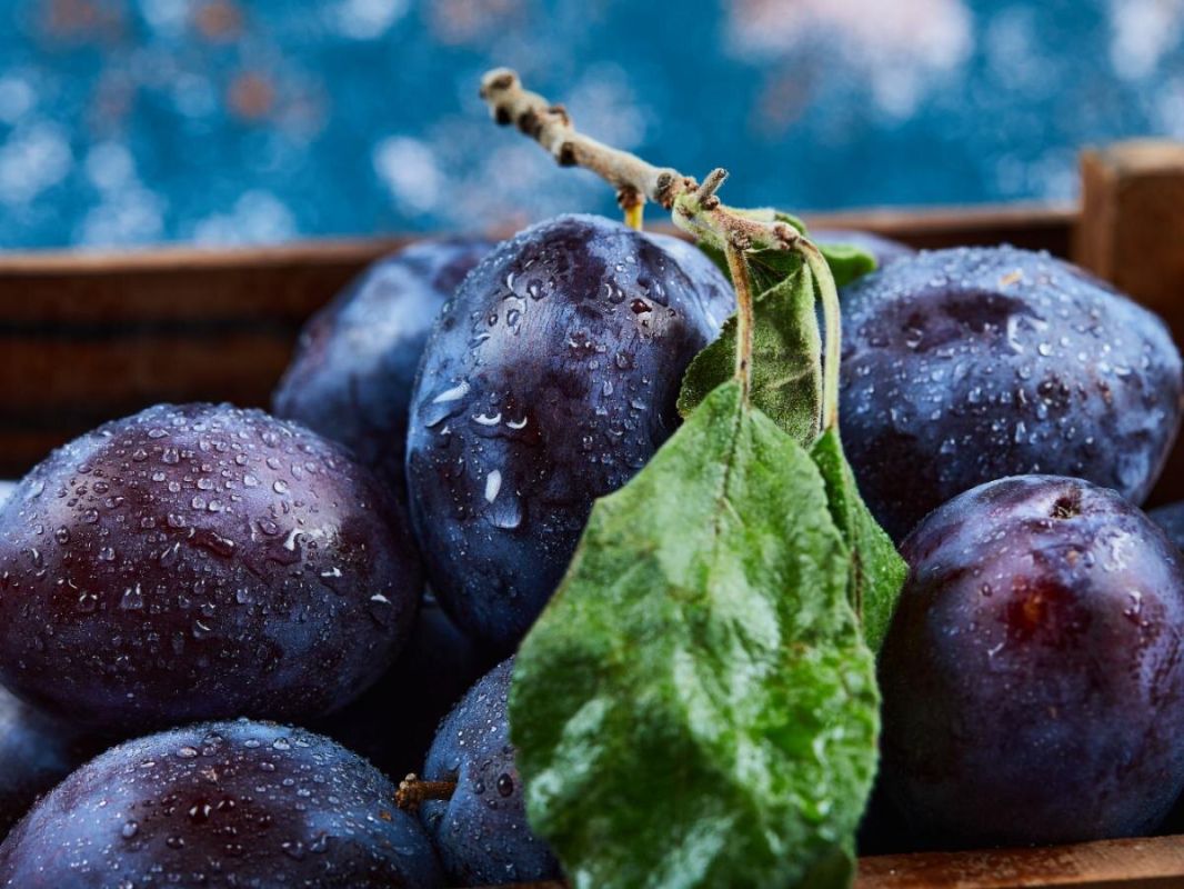 поздние сорта сливы: сладость и стабильность урожая