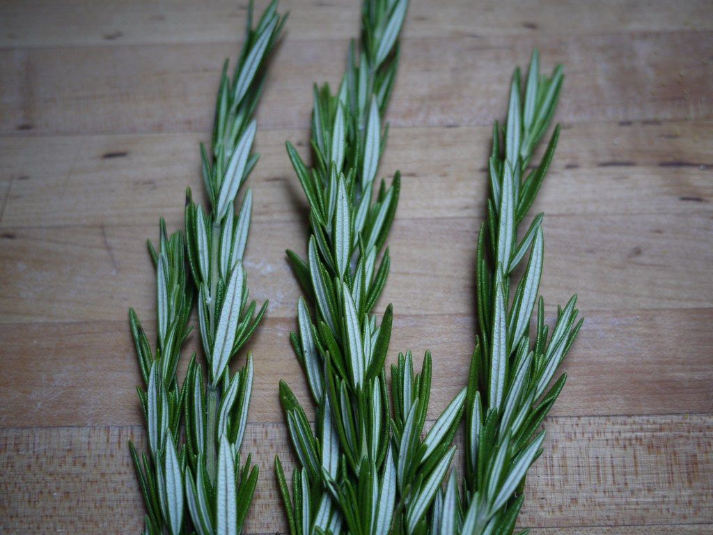Розмарин: секреты кулинарного использования и его полезные свойства