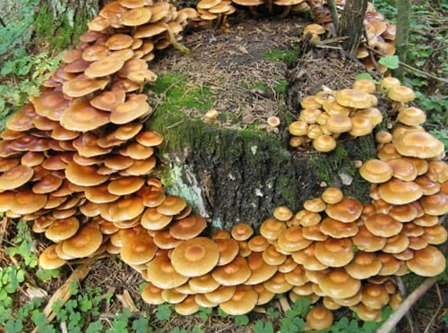 Как гнилушка помогла партизанам в темных лесах войны