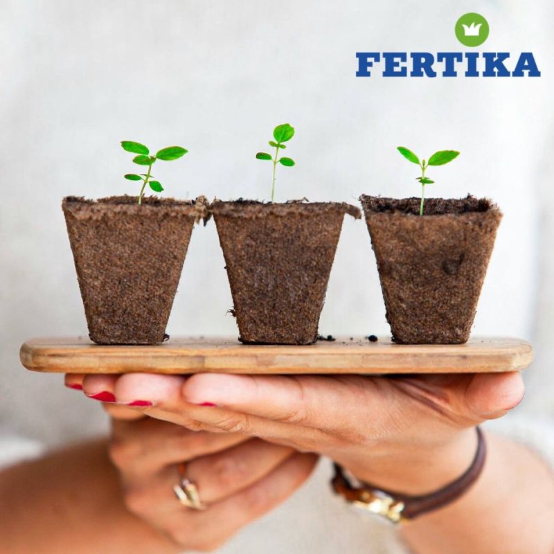 Мини-огород на подоконнике: свежая зелень на вашем столе