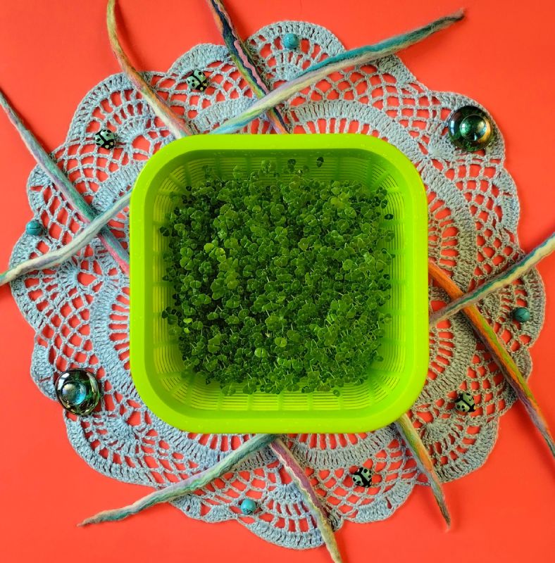 Энергия и здоровье в каждом ростке: микрозелень чиа