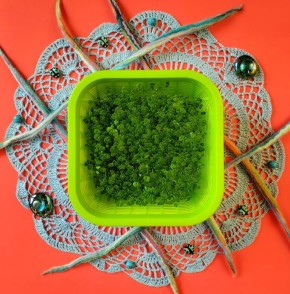 Энергия и здоровье в каждом ростке: микрозелень чиа