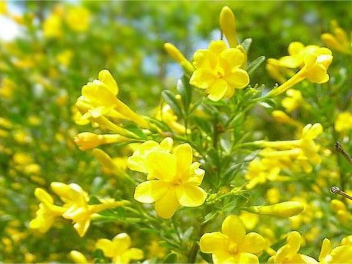 Цветущие лианы: Как сделать ваш сад ярким и уютным