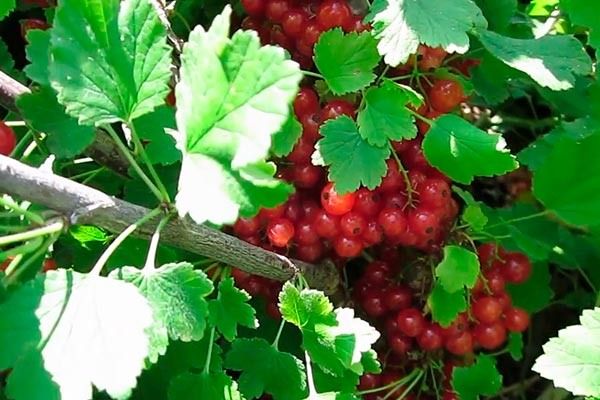 Секреты смородины Дана: как вырастить её с легкостью