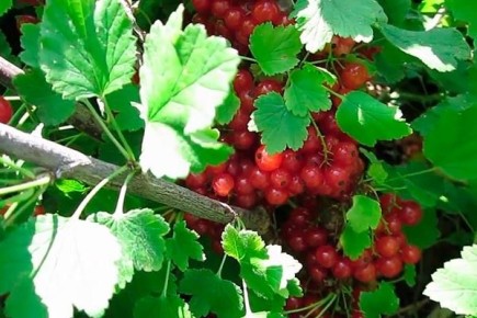 Секреты смородины Дана: как вырастить её с легкостью