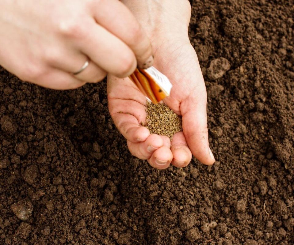 Как подзимний посев помогает получить ранний урожай