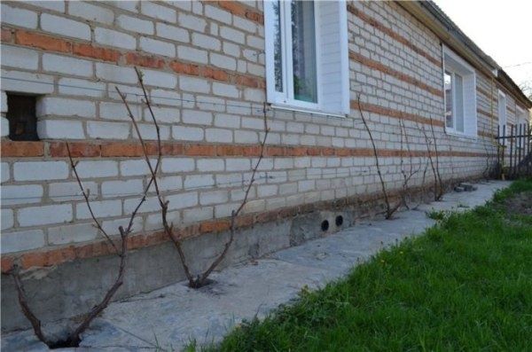 Виноград в Беларуси: как выбрать лучший сорт и ухаживать за ним