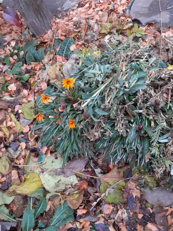 Как продлить жизнь гацании: секреты садоводов