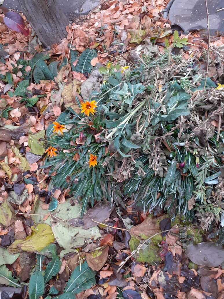 Как продлить жизнь гацании: секреты садоводов