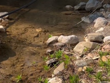 Очарование среди природы: день у реки в Анталии