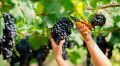 Искусство виноделия в домашних условиях: мастер-класс по изготовлению вина