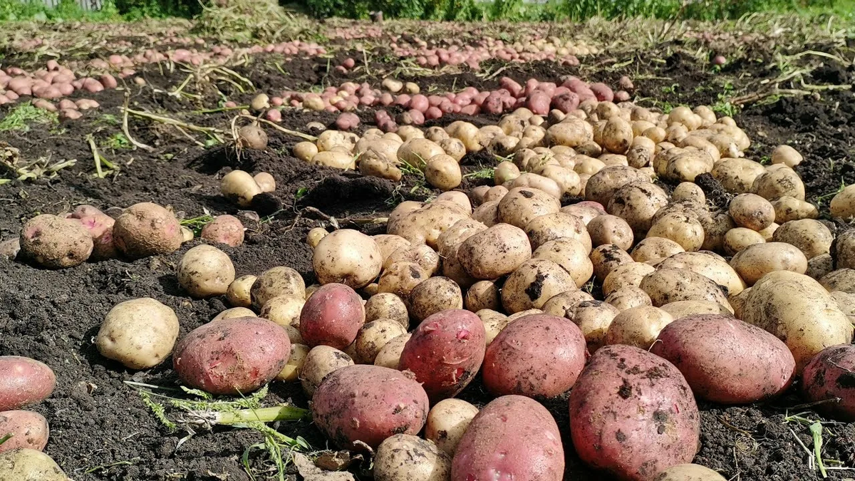 Когда лучше всего выкапывать картошку: советы для успешного урожая