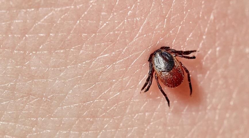 Как избежать укуса клеща и что делать при его нападении