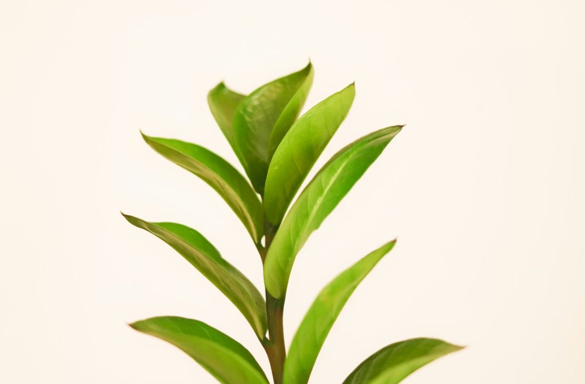 ��� ��������� ������������ ����� ������� ������: �������� �������� � ���������������