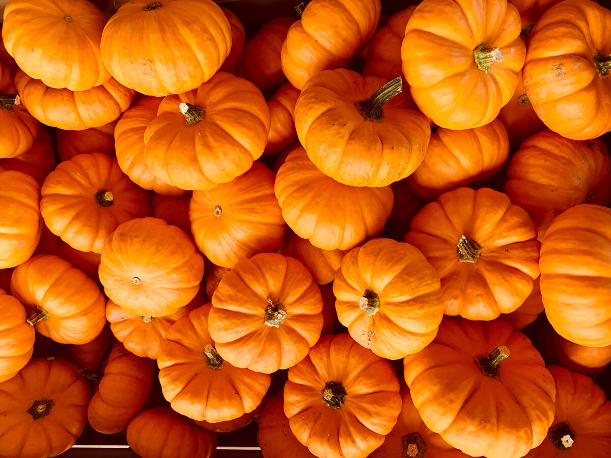 Как выбрать идеальную тыкву для ваших блюд
