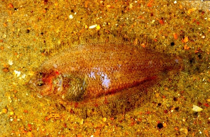 Арноглосс: Щуковидный морской язык под микроскопом