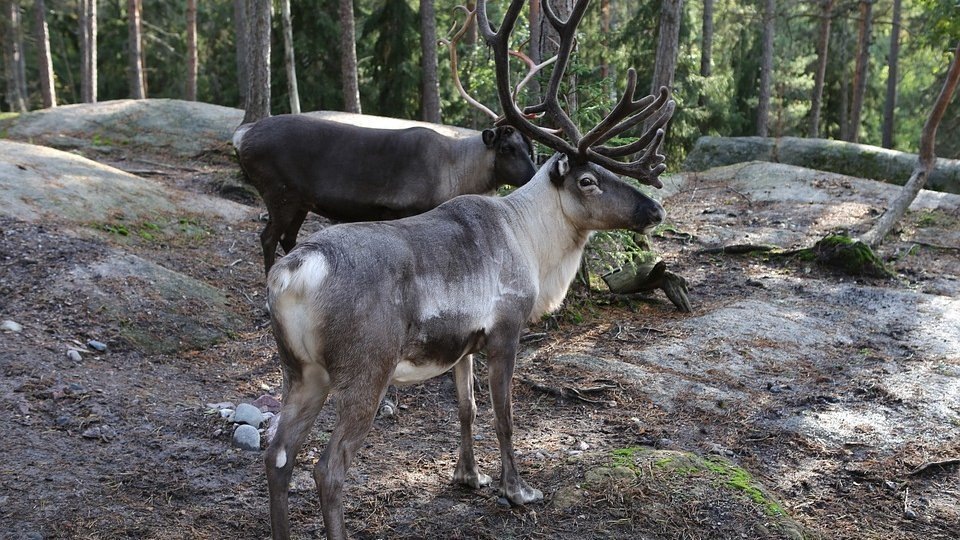 Турист из Китая пытался вывезти необычные сувениры из России