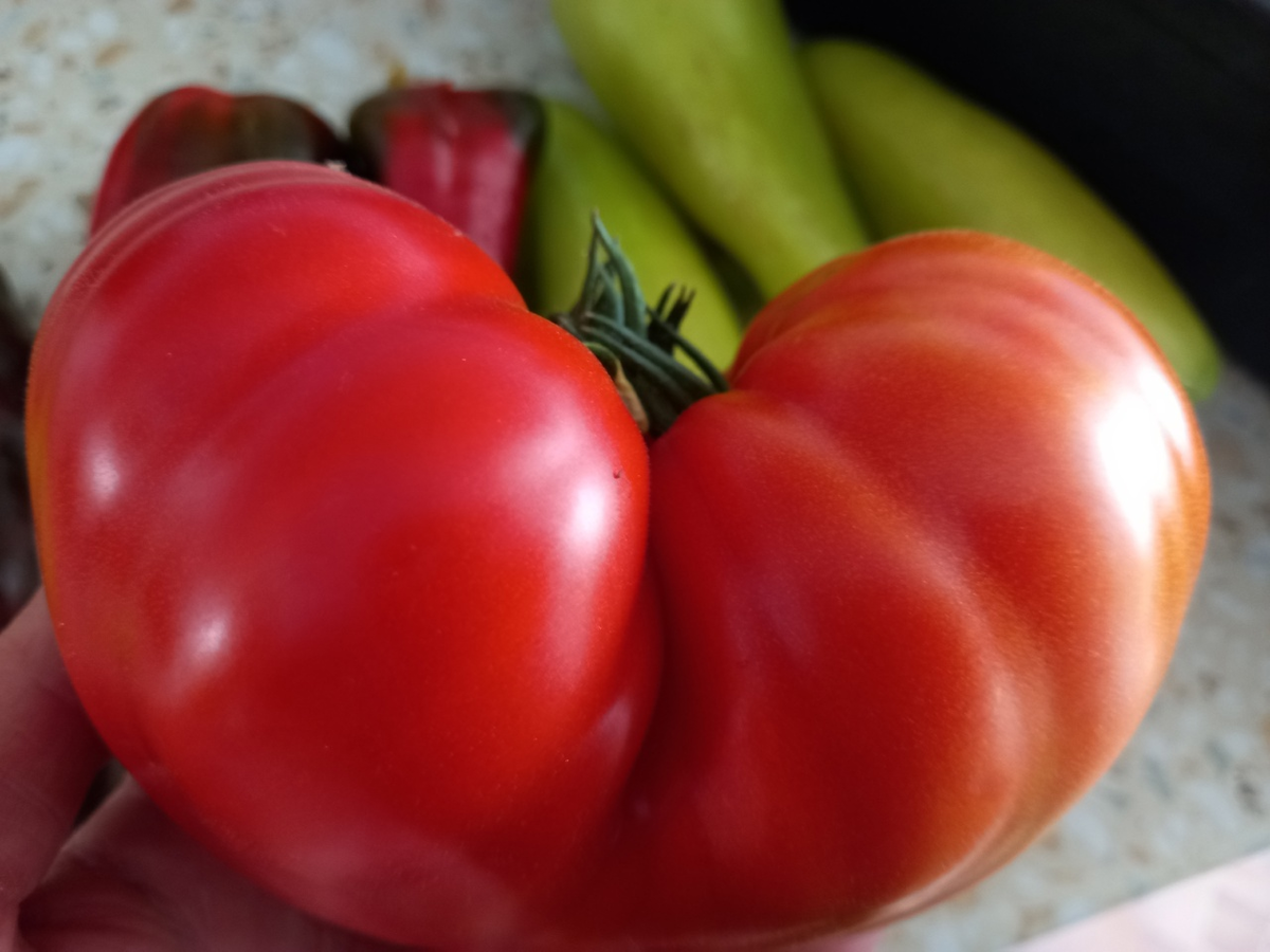 Почему стоит выращивать свои помидоры: удовольствие и выгода