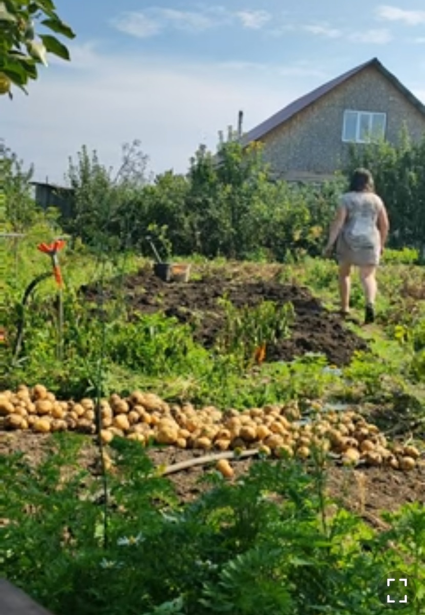 Собираем урожай: как провести осенний картофельный день на даче