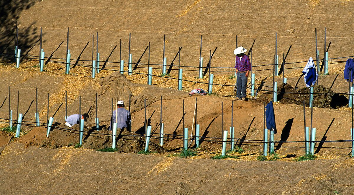Культовые вина Калифорнии: Взлеты и падения