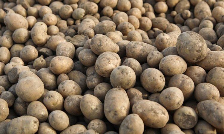 Приморские фермеры завершили сбор урожая, готовясь к зиме