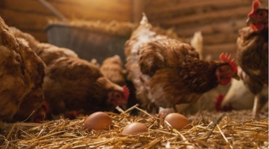 ������������� ����� ������� ����������� ���������� ���� �� �����