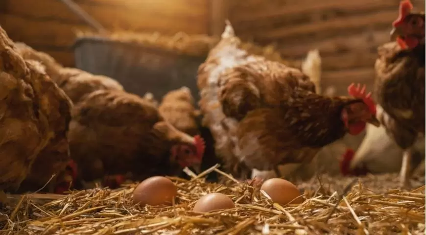 Производители куриц требуют ограничения разведения птиц на дачах