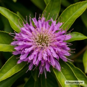 ��������: �������� �������� � ���������