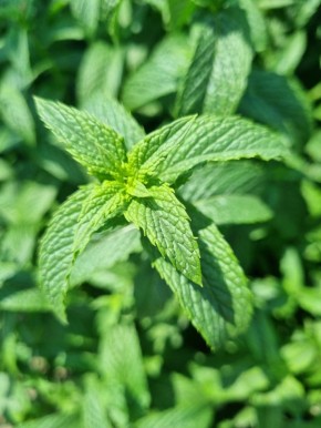 ��������� ������: ����������� ��������� ������� � ����