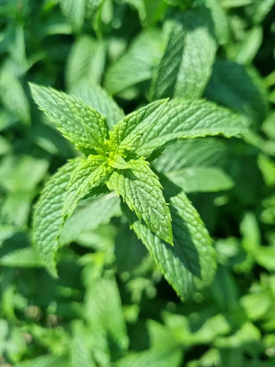 Сокровища вкусов: Невероятные сочетания фруктов и трав