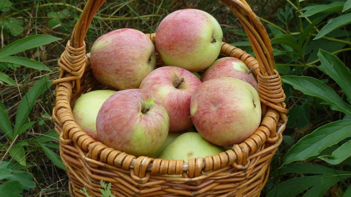 Пять вкуснейших рецептов яблочных пирогов для уютного настроения