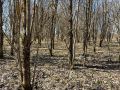 Когда весна радует грибами: приключения в Смоленских лесах